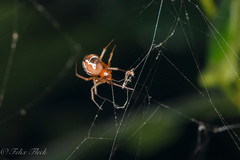 Nihonhimea tesselata