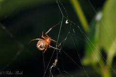 Nihonhimea tesselata