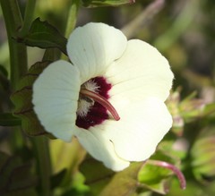 Melasma scabrum scabrum