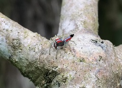 Ilargus coccineus