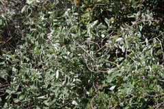 Buddleja dysophylla