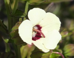 Melasma scabrum scabrum