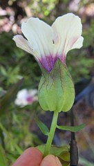 Melasma scabrum scabrum