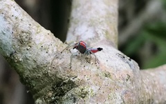 Ilargus coccineus