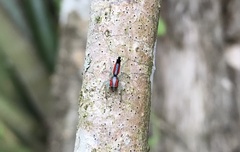 Ilargus coccineus