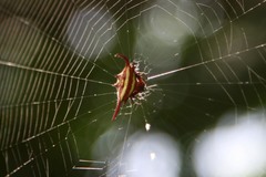 Gasteracantha versicolor