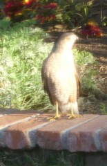 Accipiter cooperii