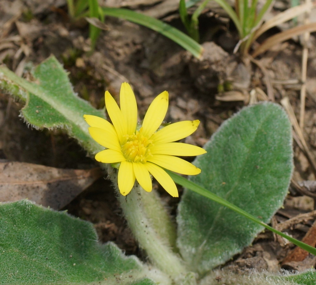 Cymbonotus