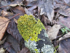 Xanthoria parietina
