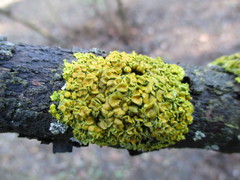 Xanthoria parietina