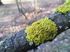 Xanthoria parietina