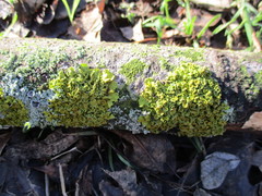 Xanthoria parietina