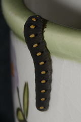 Tenthredo marginella