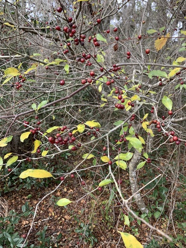 Carolina holly (Ilex ambigua)