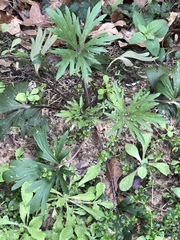 Delphinium carolinianum