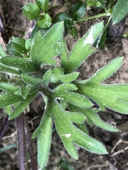 Delphinium carolinianum