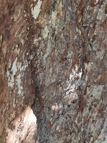 Calycophyllum candidissimum - Whole tree