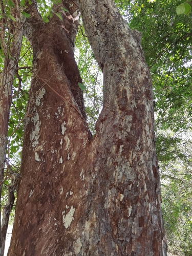 Calycophyllum candidissimum - Leaves