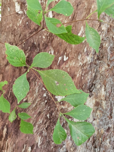 Calycophyllum candidissimum - Whole tree
