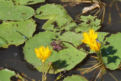 Ischnura pruinescens