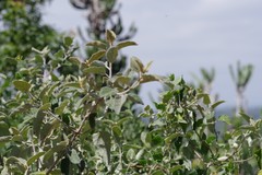 Buddleja dysophylla