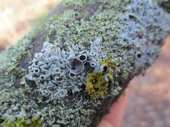 Physcia stellaris