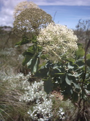 Polemannia