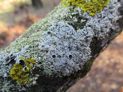 Physcia stellaris