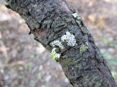 Physcia stellaris