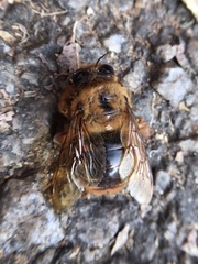 Xylocopa tranquebarica