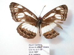 Neptis metella