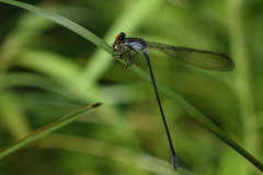 Pseudagrion ignifer