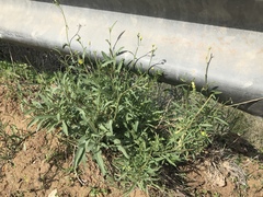 Diplotaxis tenuifolia