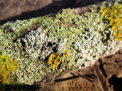 Physcia stellaris