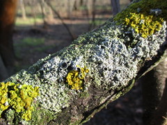 Physcia stellaris