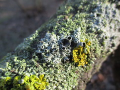 Physcia stellaris