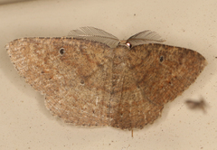 Casbia melanops