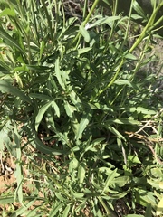 Diplotaxis tenuifolia