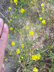 Gutierrezia sphaerocephala