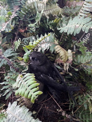 Chaetura brachyura