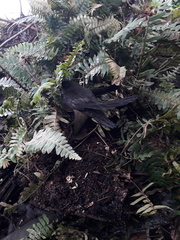 Chaetura brachyura
