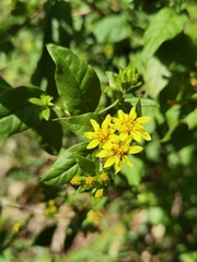 Trixis inula