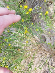 Gutierrezia sphaerocephala
