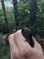 Chaetura brachyura