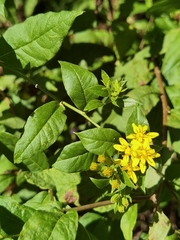 Trixis inula