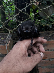Chaetura brachyura