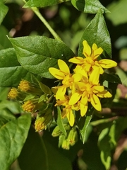Trixis inula