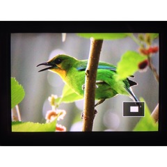 Chloropsis palawanensis