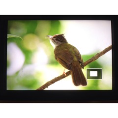 Alophoixus frater