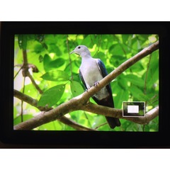 Ducula aenea palawanensis